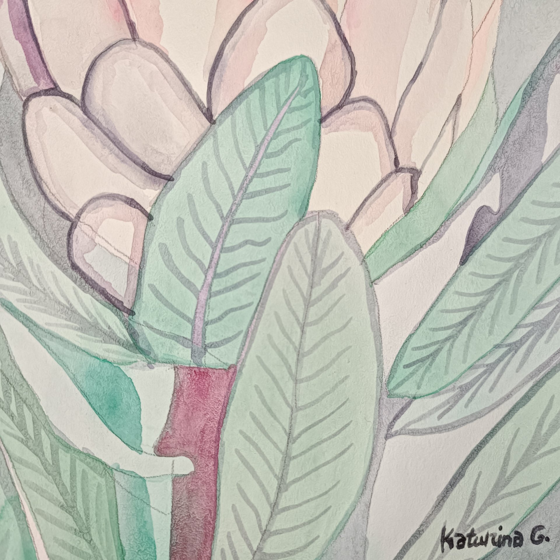 Protea 1