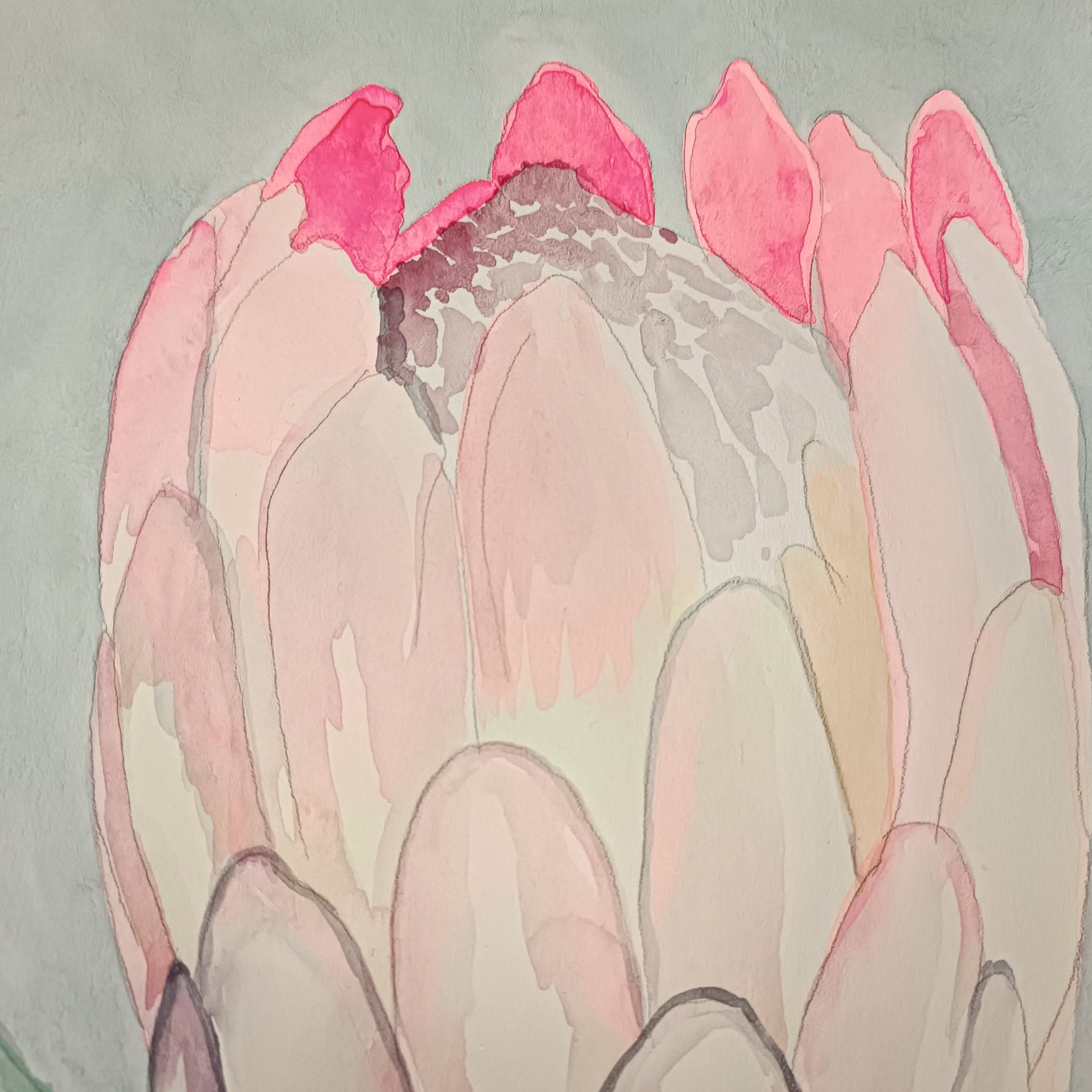 Protea 1