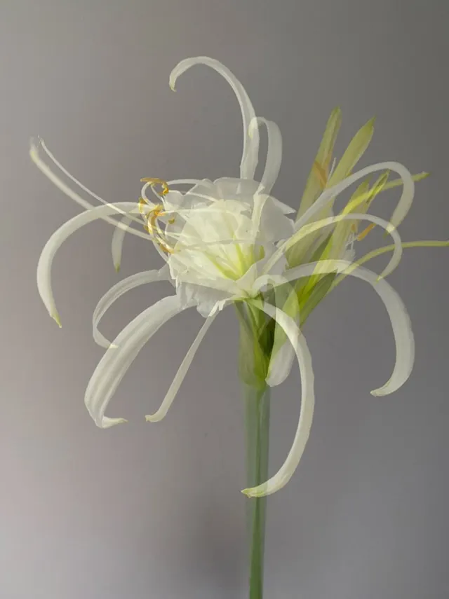 flora