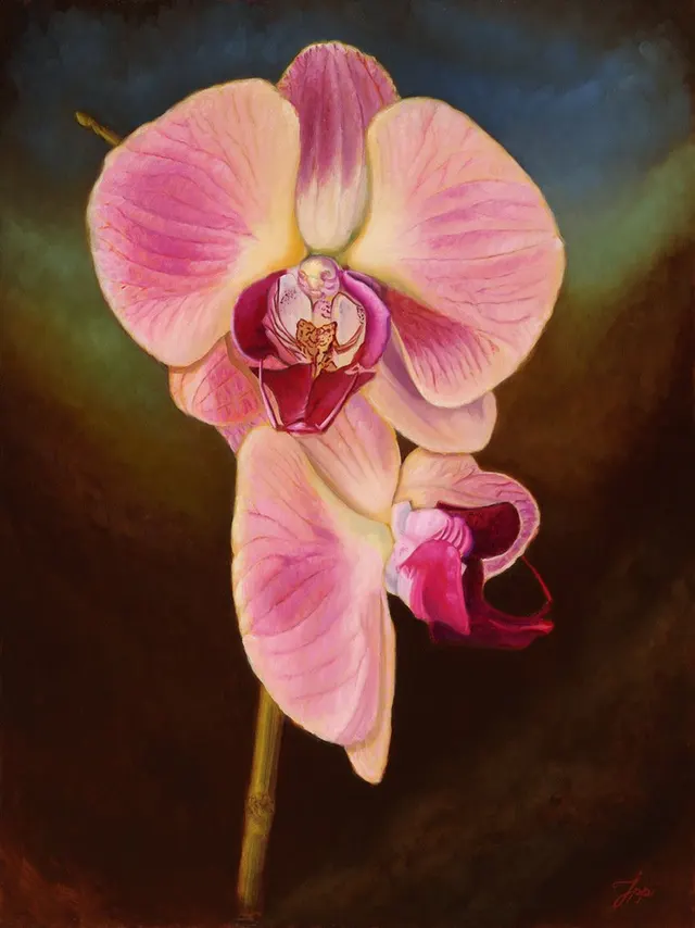 Vlinderorchidee