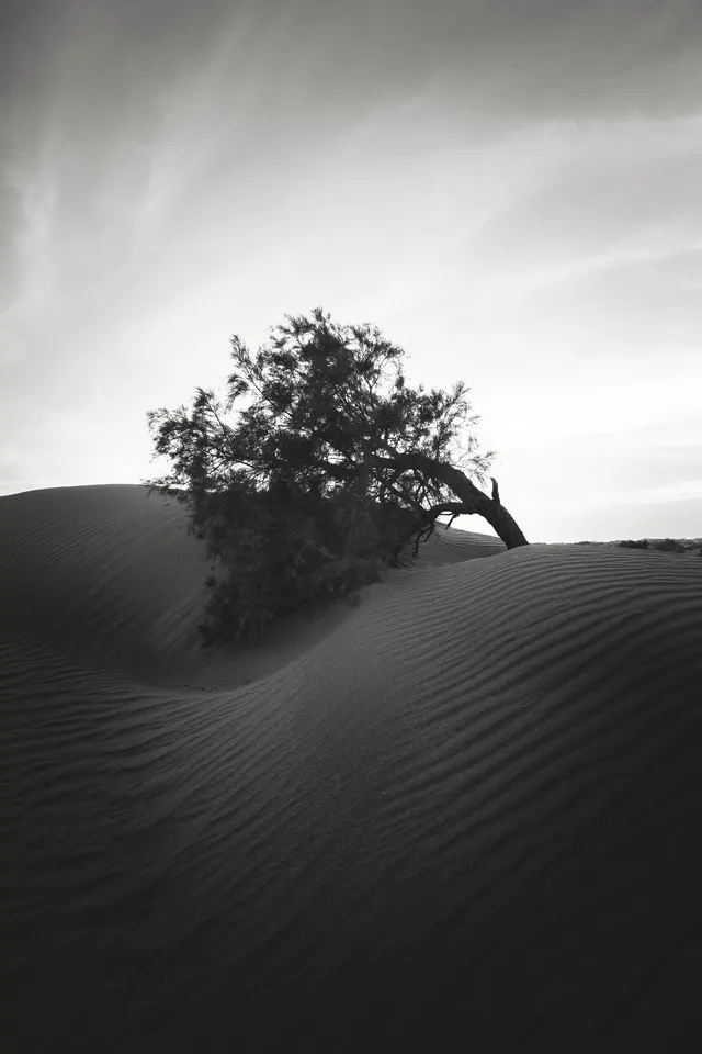 sand, wood and air