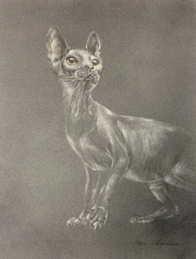 Sphynx Cat