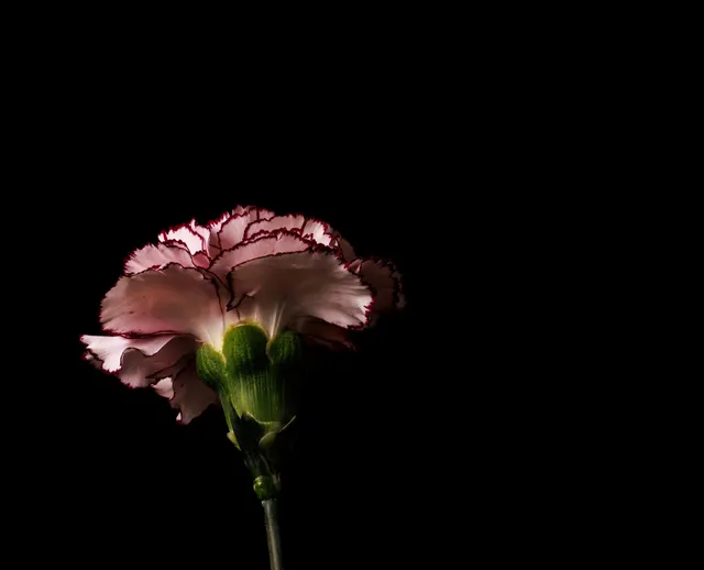 Dianthus