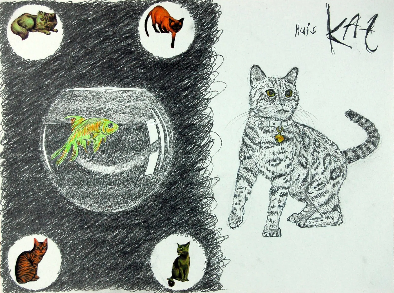 Huiskat I Domestic cat
