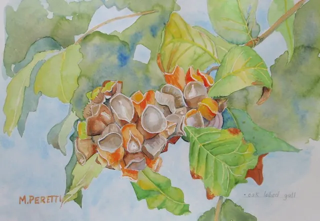 Oak Lobed Gall