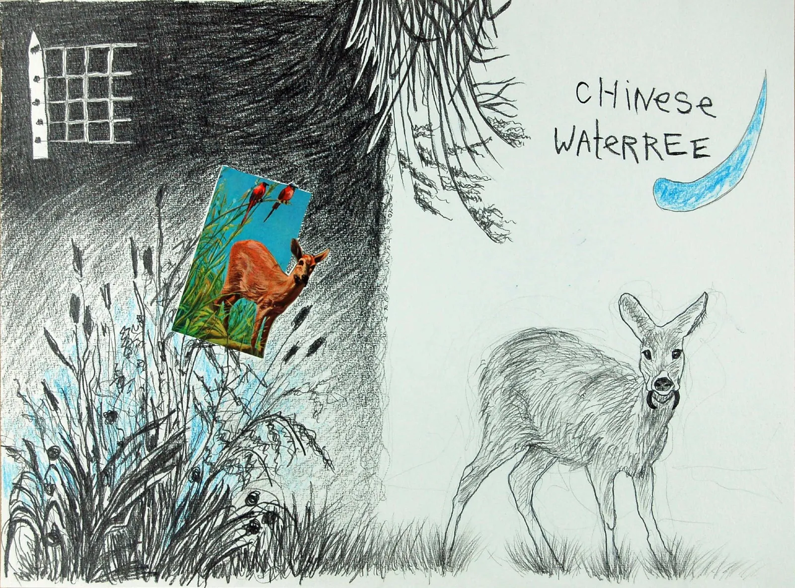 Chinese waterree I Chinese water deer