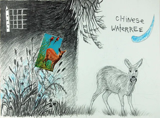 Chinese waterree I Chinese water deer