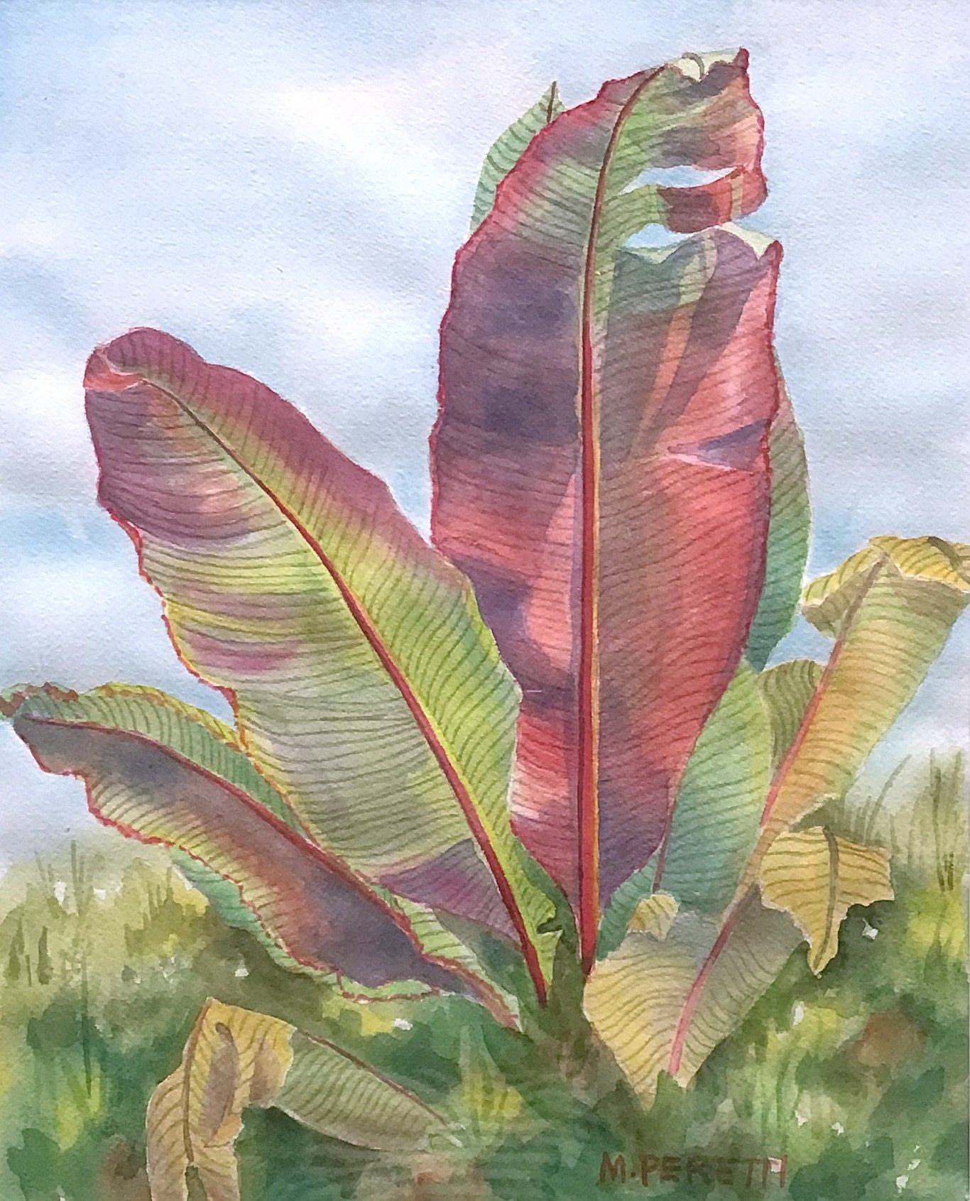 Banana Plant