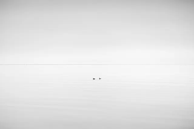 Ducks, limited edition 1/5
