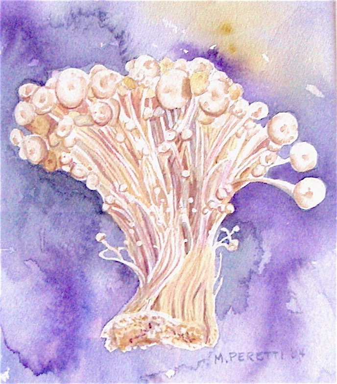 Enoki Mushrooms